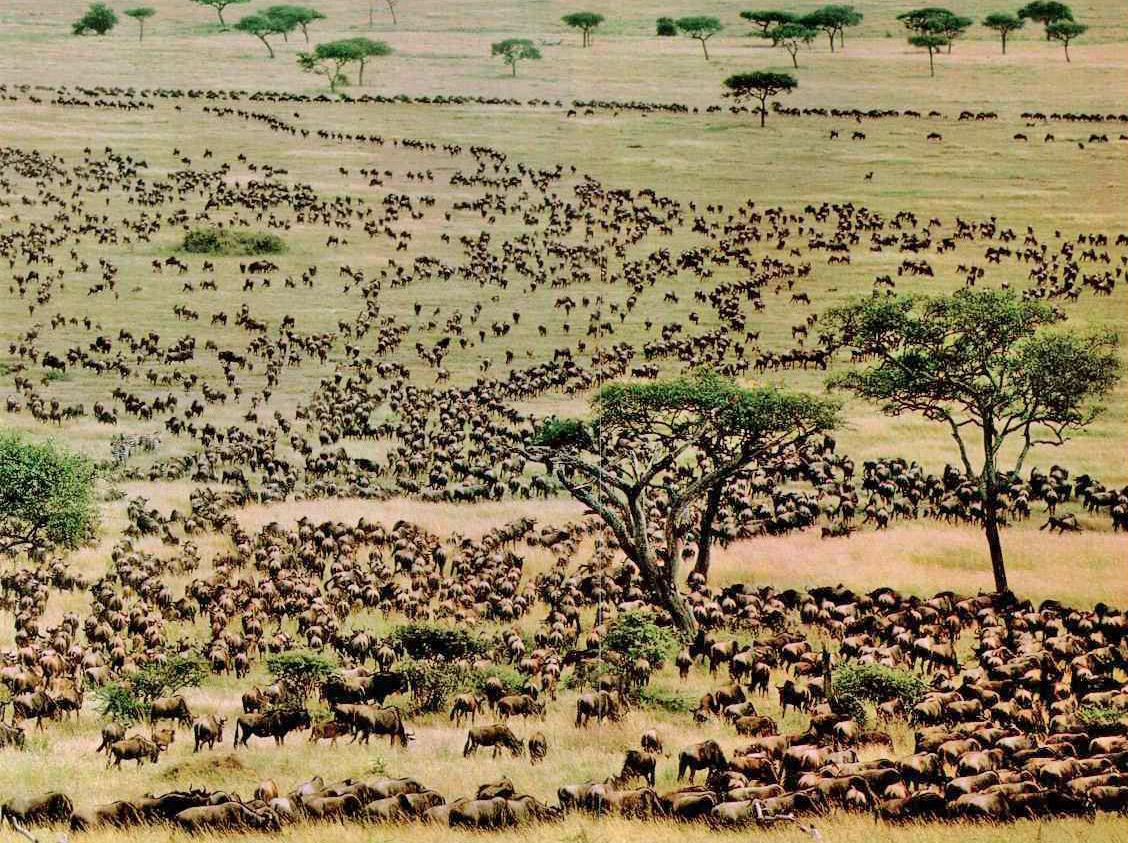 great migration serengeti interesting, fun facts